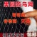 防鸟网果树果园养殖鱼塘防护隔离农用葡萄稻谷网麻雀