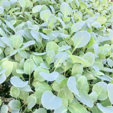 花菜苗，抗热，耐寒优良品种预定花菜苗，质量有保证，发货快