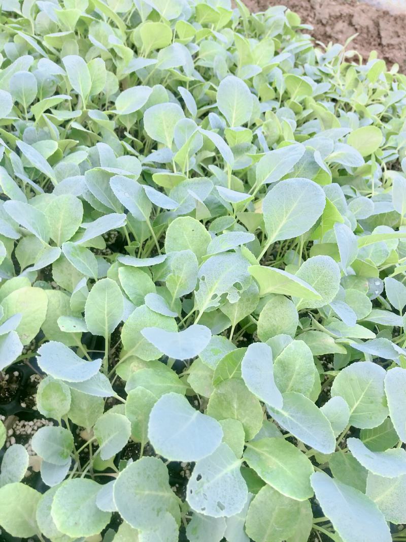 花菜苗，抗热，耐寒优良品种预定花菜苗，质量有保证，发货快