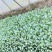 花菜苗，抗热，耐寒优良品种预定花菜苗，质量有保证，发货快