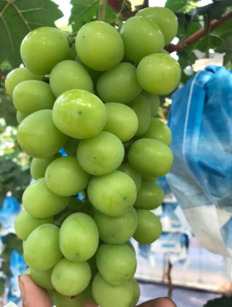 阳光玫瑰葡萄对接电商湖南阳光玫瑰基地直供货源充足