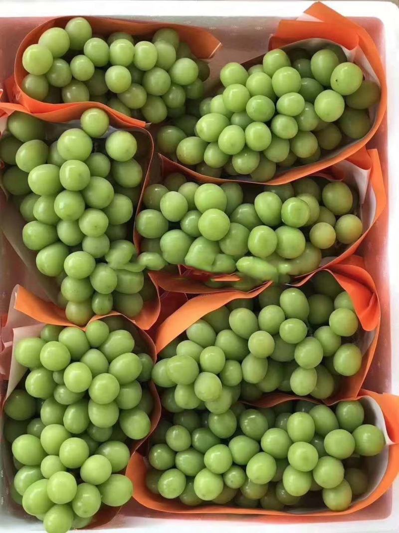 阳光玫瑰葡萄对接电商湖南阳光玫瑰基地直供货源充足