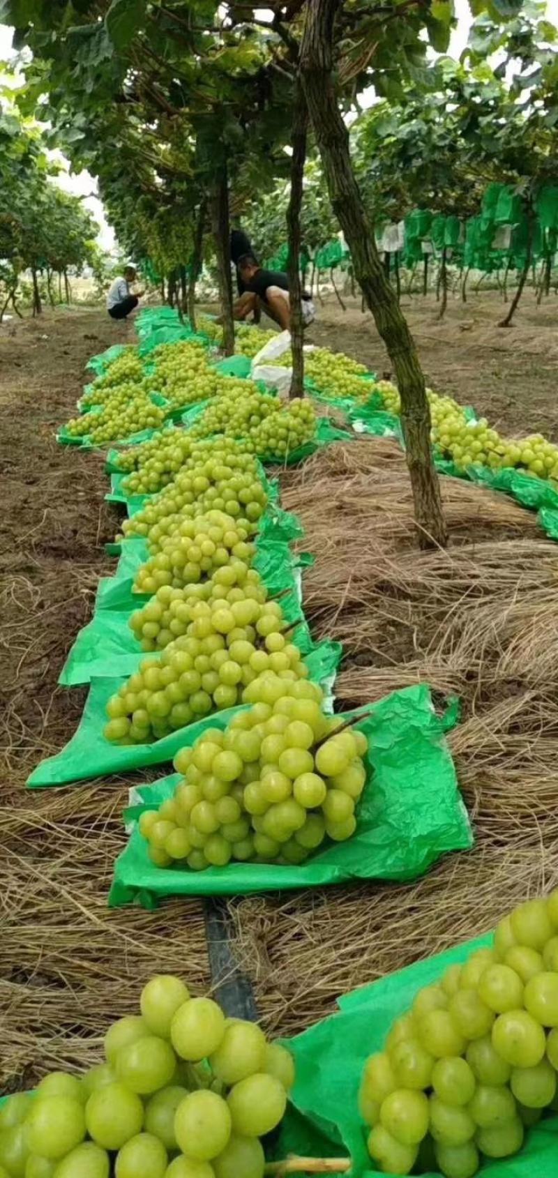 阳光玫瑰葡萄对接电商湖南阳光玫瑰基地直供货源充足