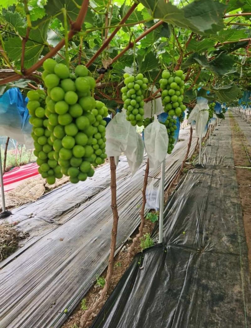 阳光玫瑰葡萄对接电商湖南阳光玫瑰基地直供货源充足