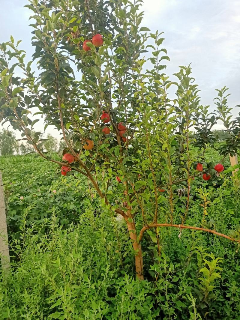 卖鲁利苹果