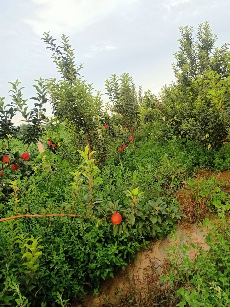 卖鲁利苹果