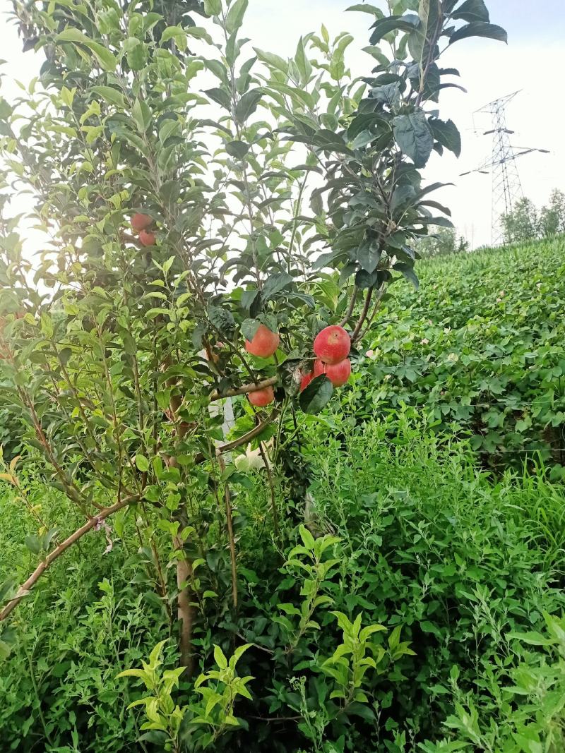 卖鲁利苹果