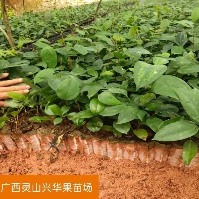 广西白肉土茯苓苗中药材土茯苓树苗种苗营养袋苗