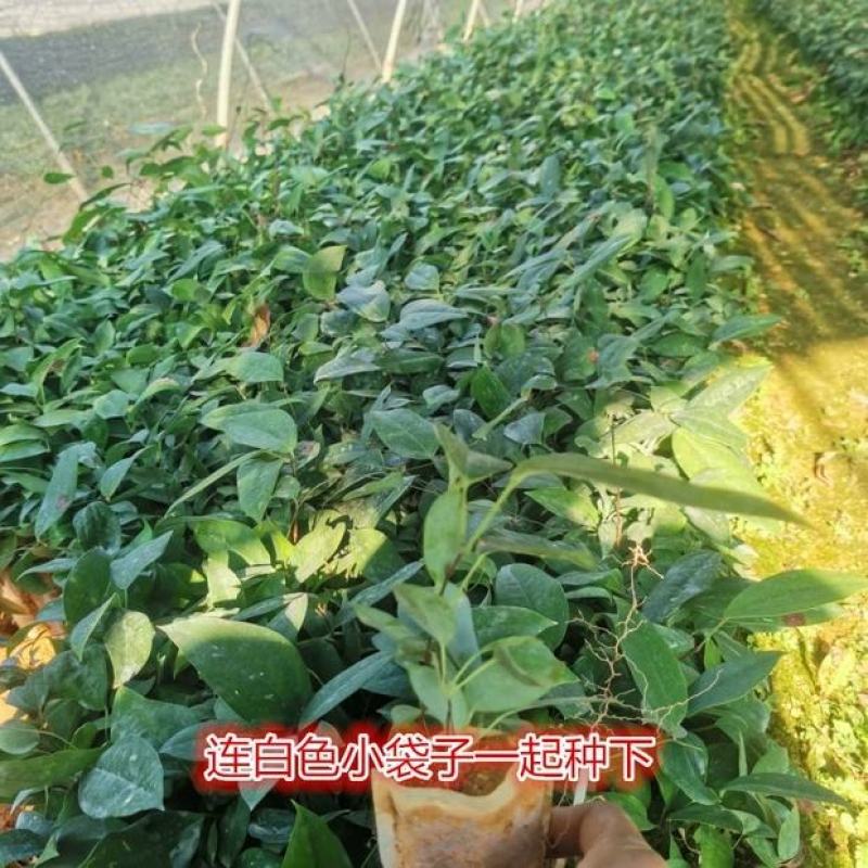 广西白肉土茯苓苗中药材土茯苓树苗种苗营养袋苗