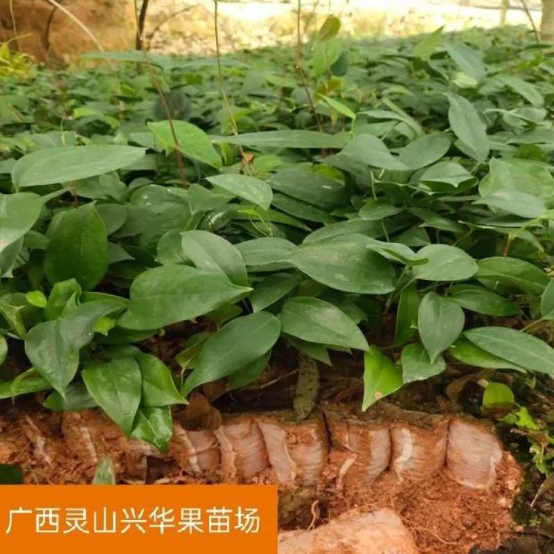 广西白肉土茯苓苗中药材土茯苓树苗种苗营养袋苗