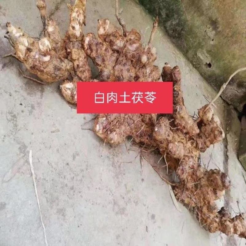广西白肉土茯苓苗中药材土茯苓树苗种苗营养袋苗
