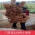 广西白肉土茯苓苗中药材土茯苓树苗种苗营养袋苗