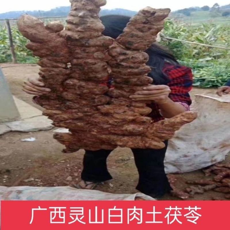 广西白肉土茯苓苗中药材土茯苓树苗种苗营养袋苗