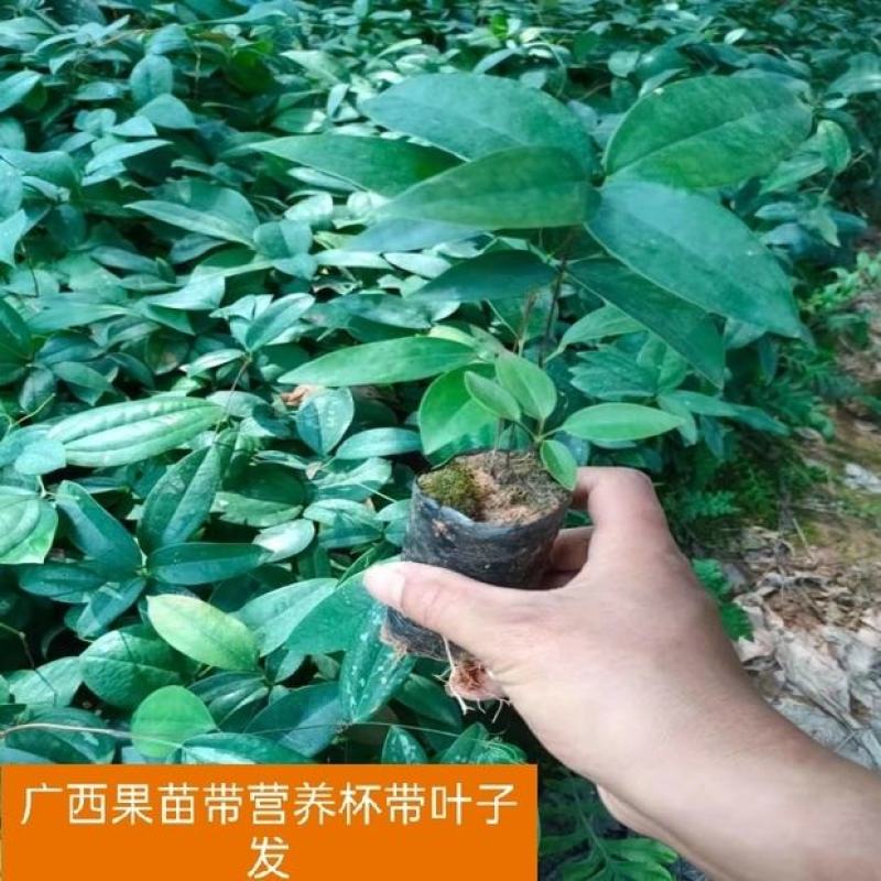 广西白肉土茯苓苗中药材土茯苓树苗种苗营养袋苗