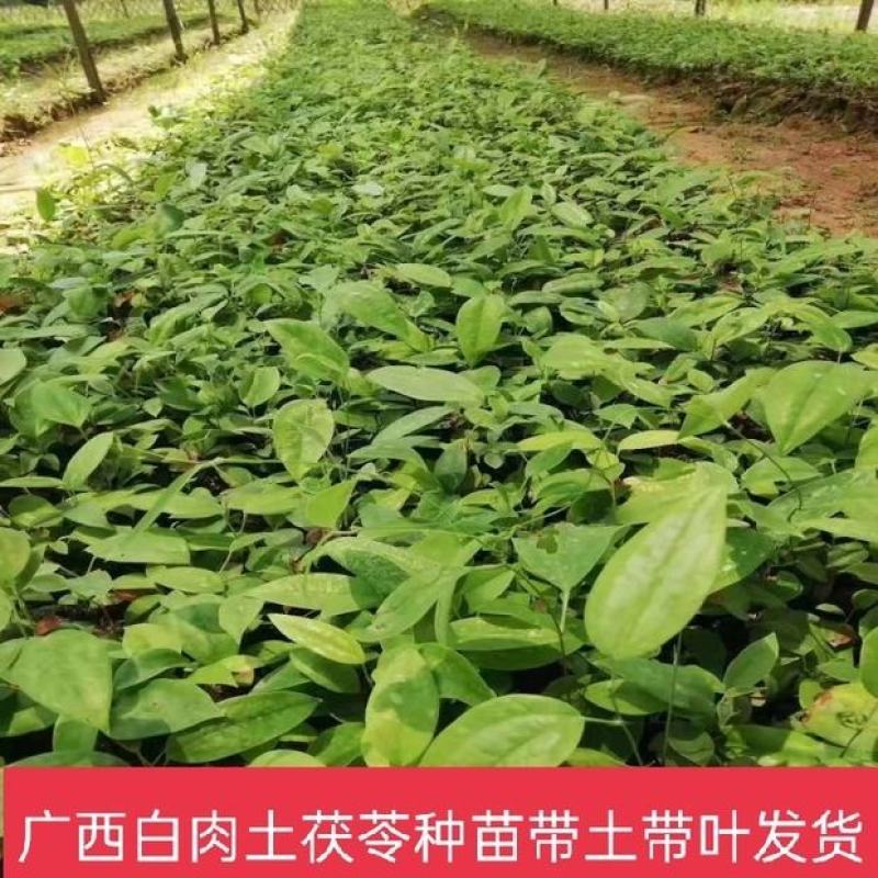广西白肉土茯苓苗中药材土茯苓树苗种苗营养袋苗