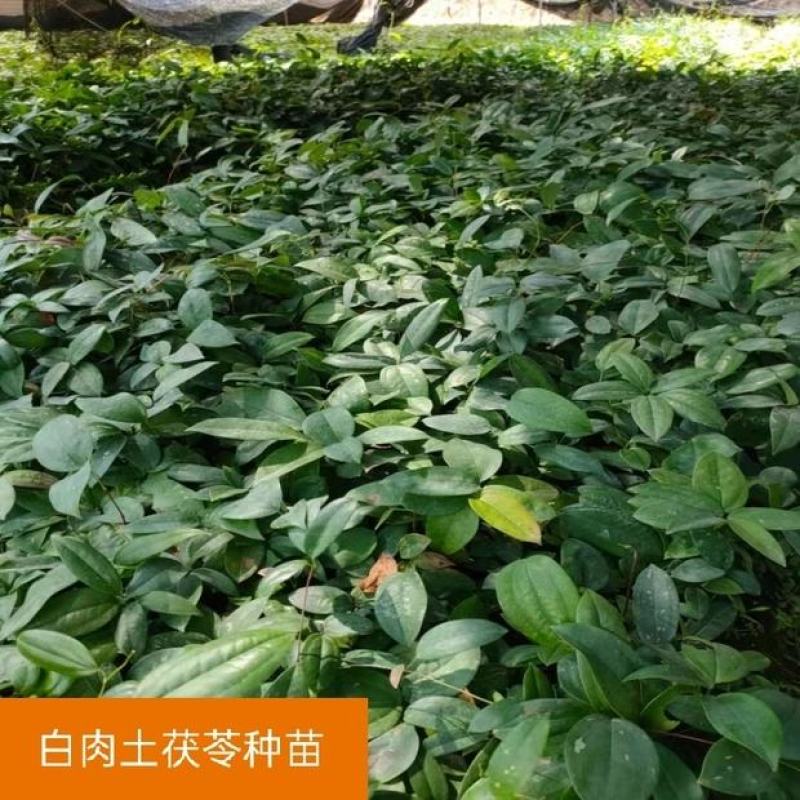 广西白肉土茯苓苗中药材土茯苓树苗种苗营养袋苗