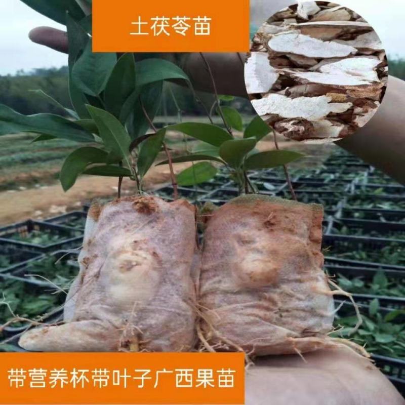 广西白肉土茯苓苗中药材土茯苓树苗种苗营养袋苗