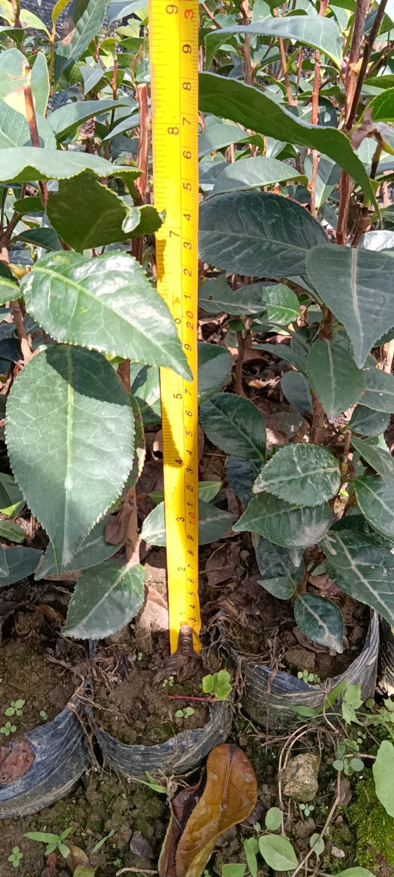 红花油茶苗，袋装苗，基地直供大果红花油茶袋苗，云南保山