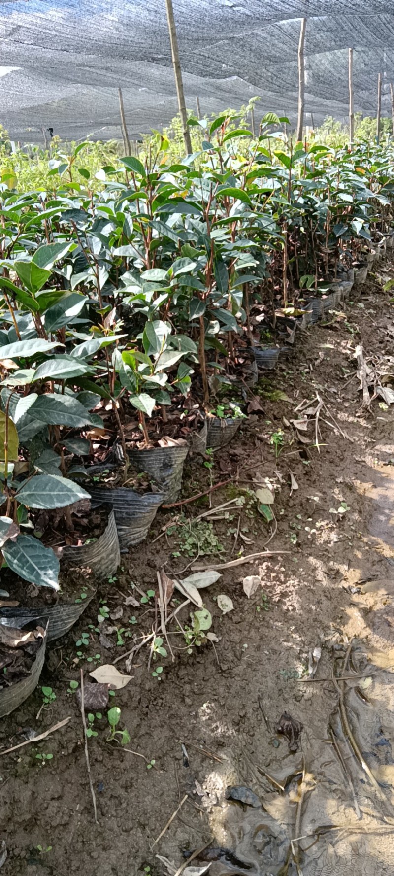 红花油茶苗，袋装苗，基地直供大果红花油茶袋苗，云南保山