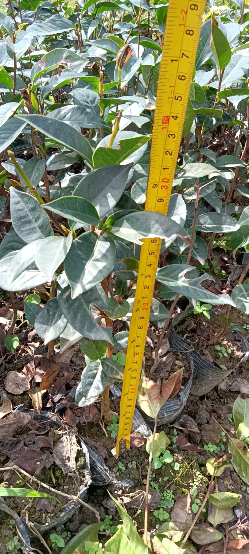 红花油茶苗，袋装苗，基地直供大果红花油茶袋苗，云南保山