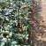 红花油茶苗，袋装苗，基地直供大果红花油茶袋苗，云南保山