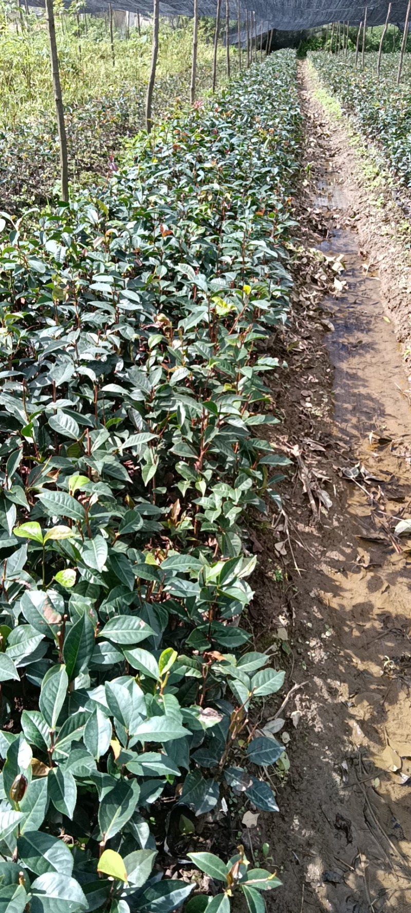 红花油茶苗，袋装苗，基地直供大果红花油茶袋苗，云南保山