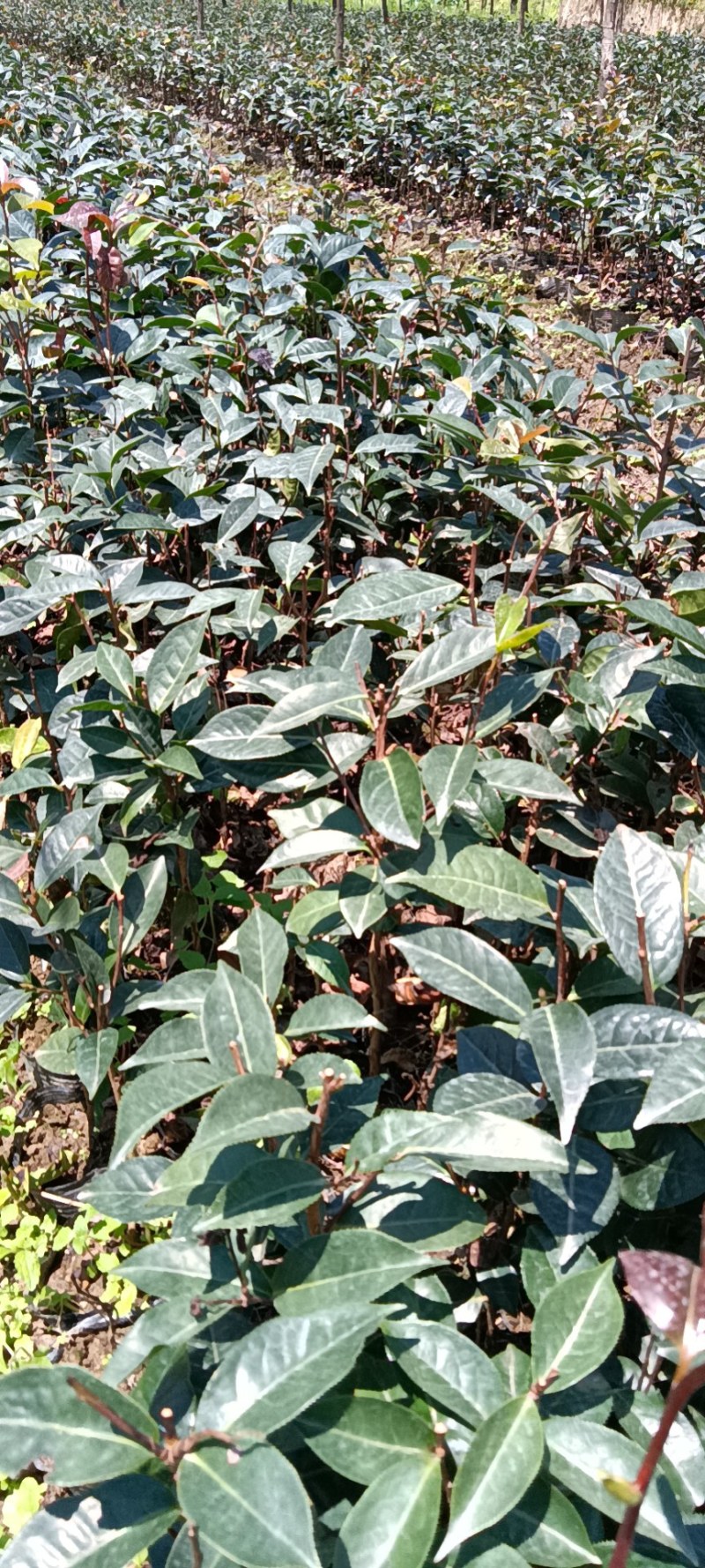 红花油茶苗，袋装苗，基地直供大果红花油茶袋苗，云南保山