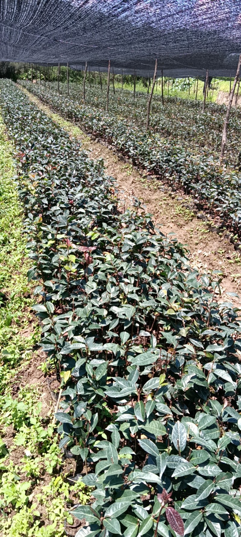 红花油茶苗，袋装苗，基地直供大果红花油茶袋苗，云南保山