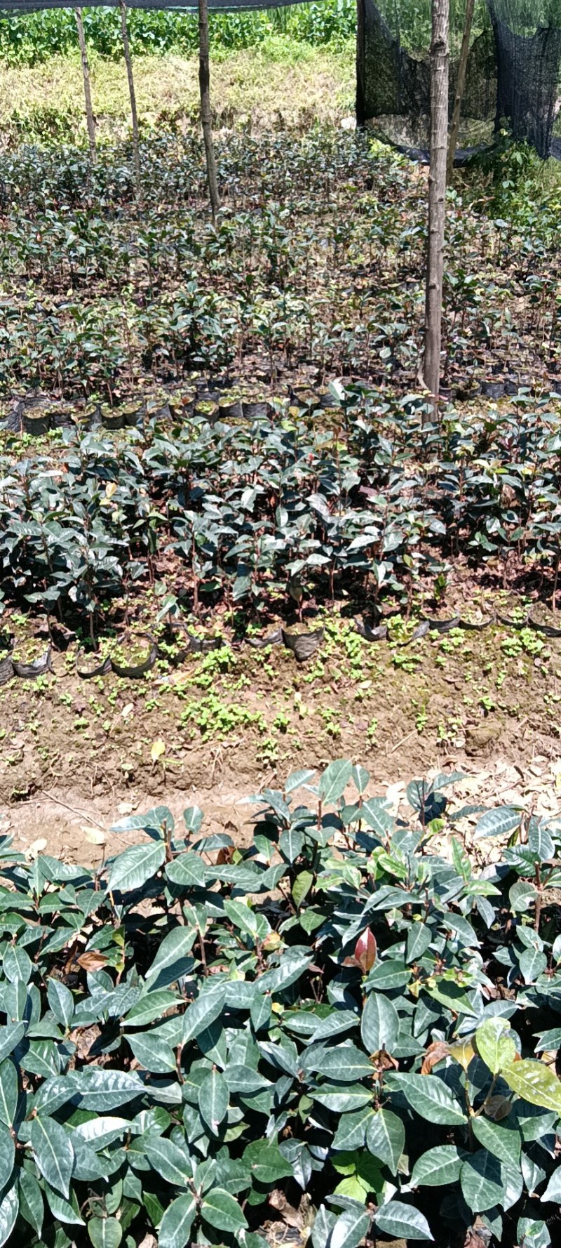 红花油茶苗，袋装苗，基地直供大果红花油茶袋苗，云南保山
