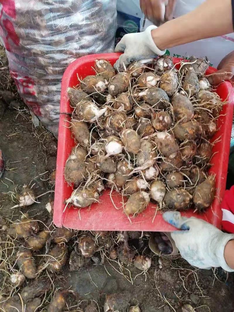 【靠谱】铅山县紫溪乡红芽芋产地大量上市一手货源欢迎来电