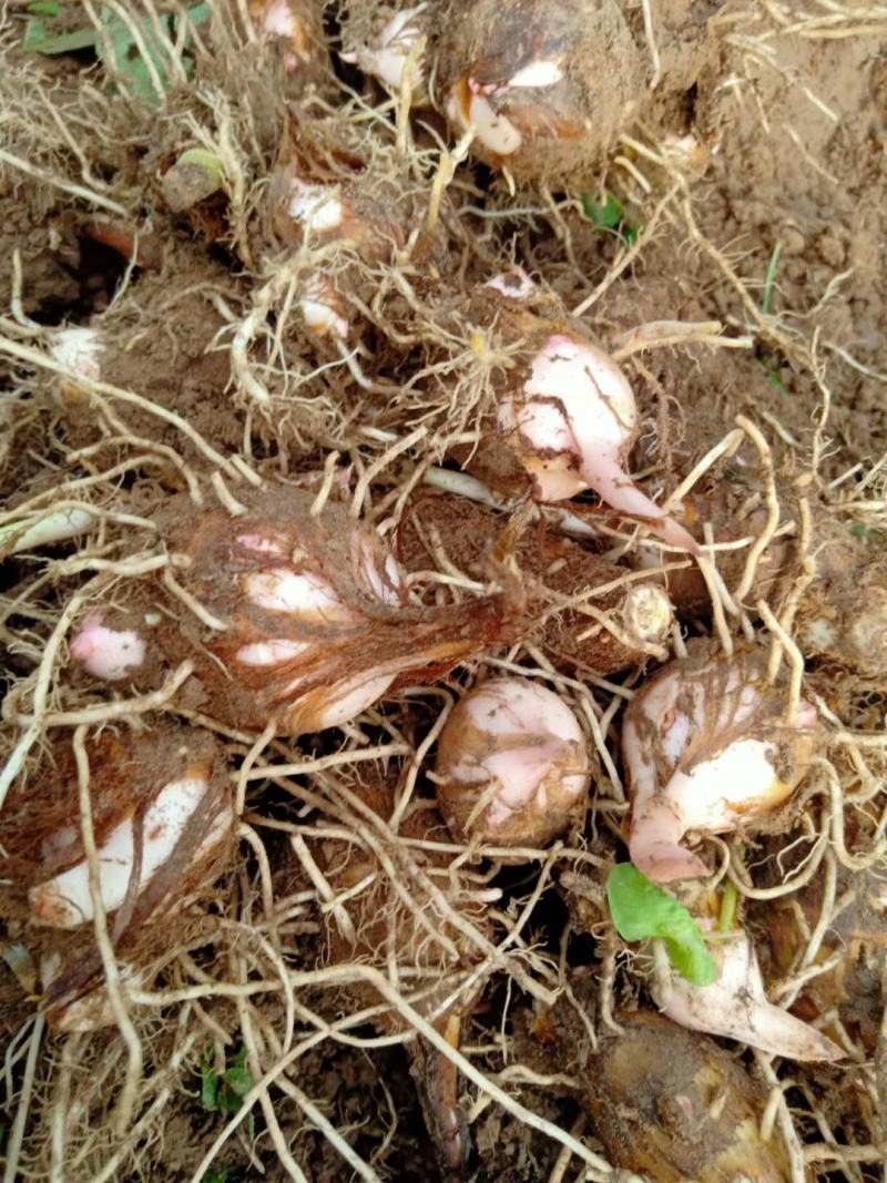 【靠谱】铅山县紫溪乡红芽芋产地大量上市一手货源欢迎来电