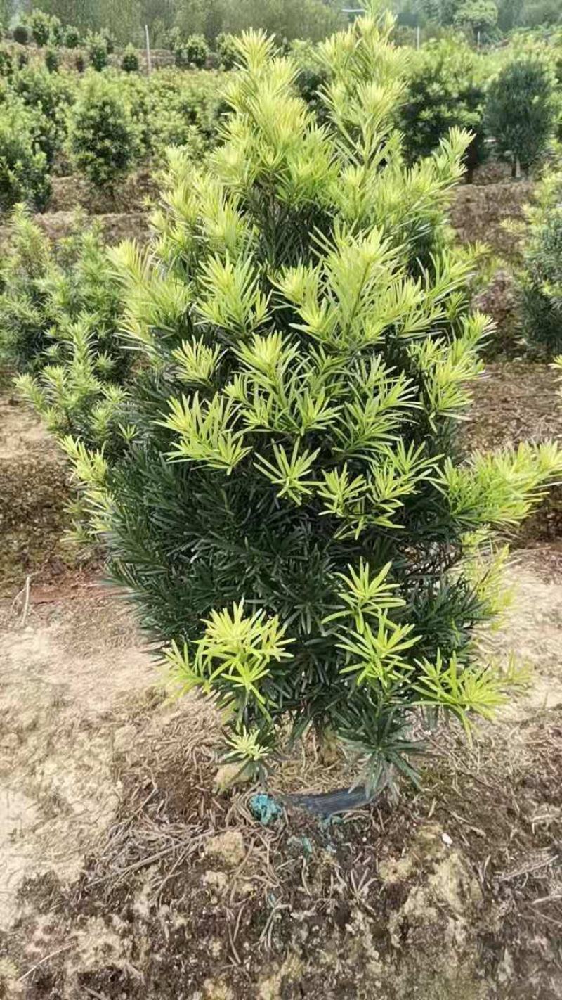 罗汉松