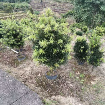 罗汉松