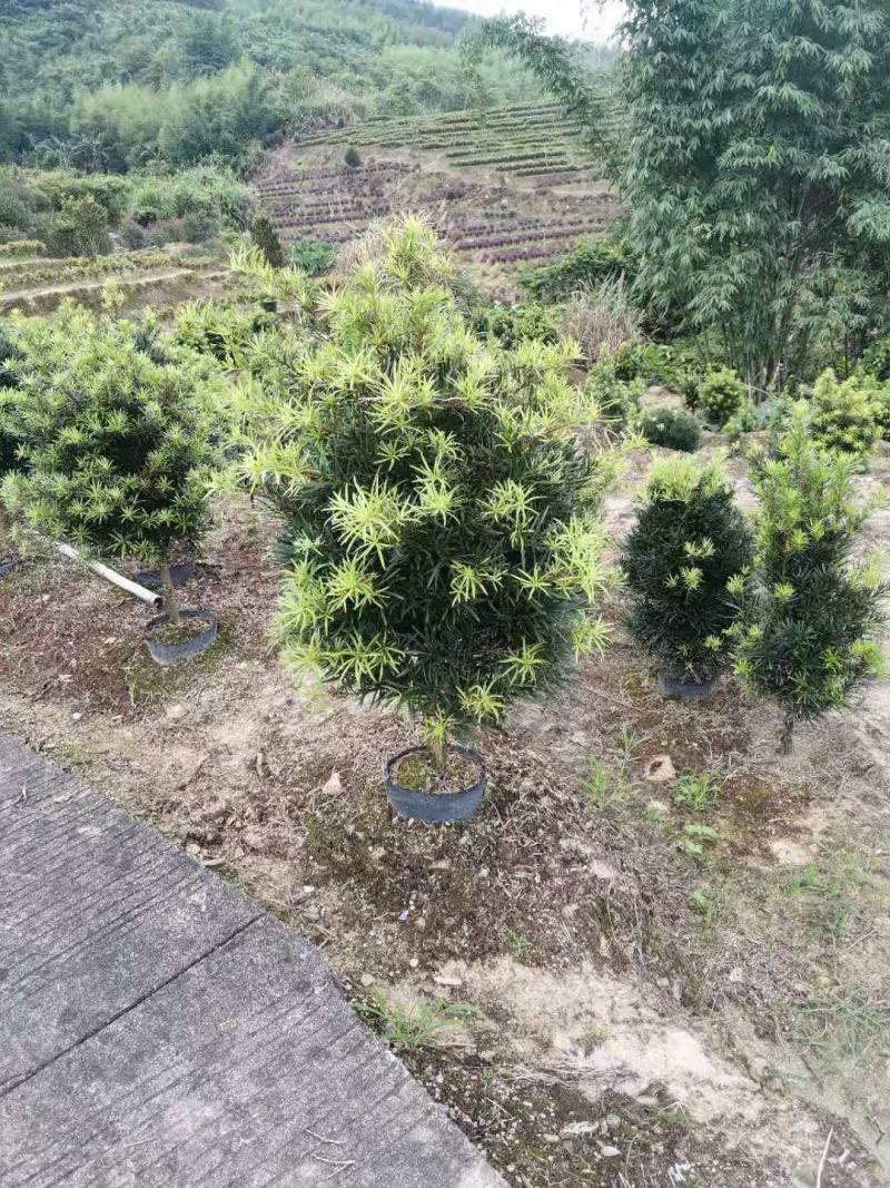 罗汉松