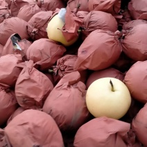 纸袋黄冠梨，