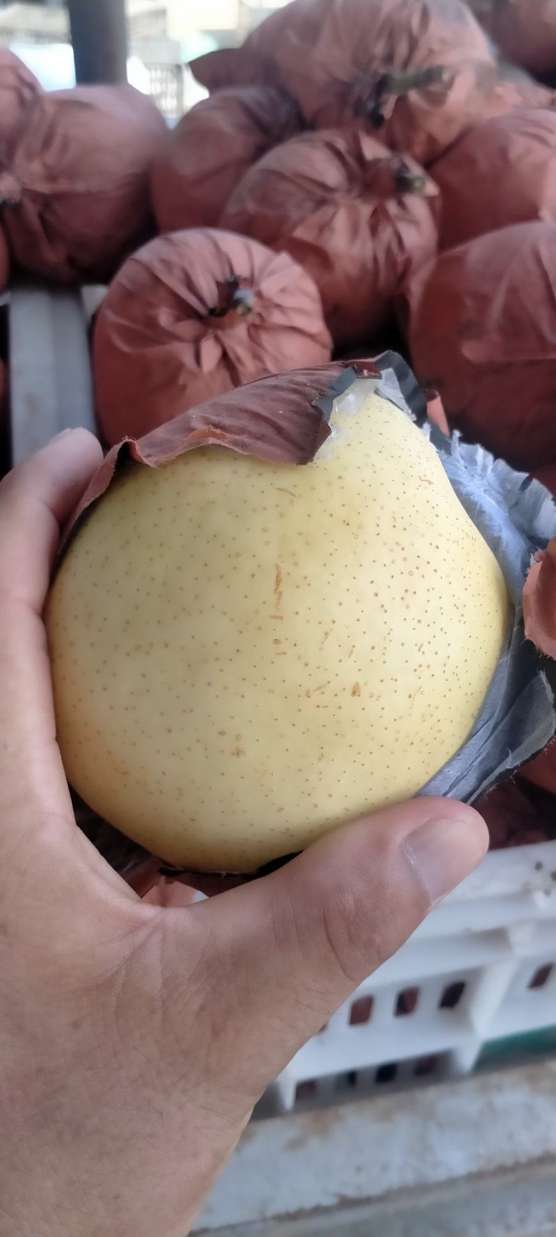 纸袋黄冠梨，
