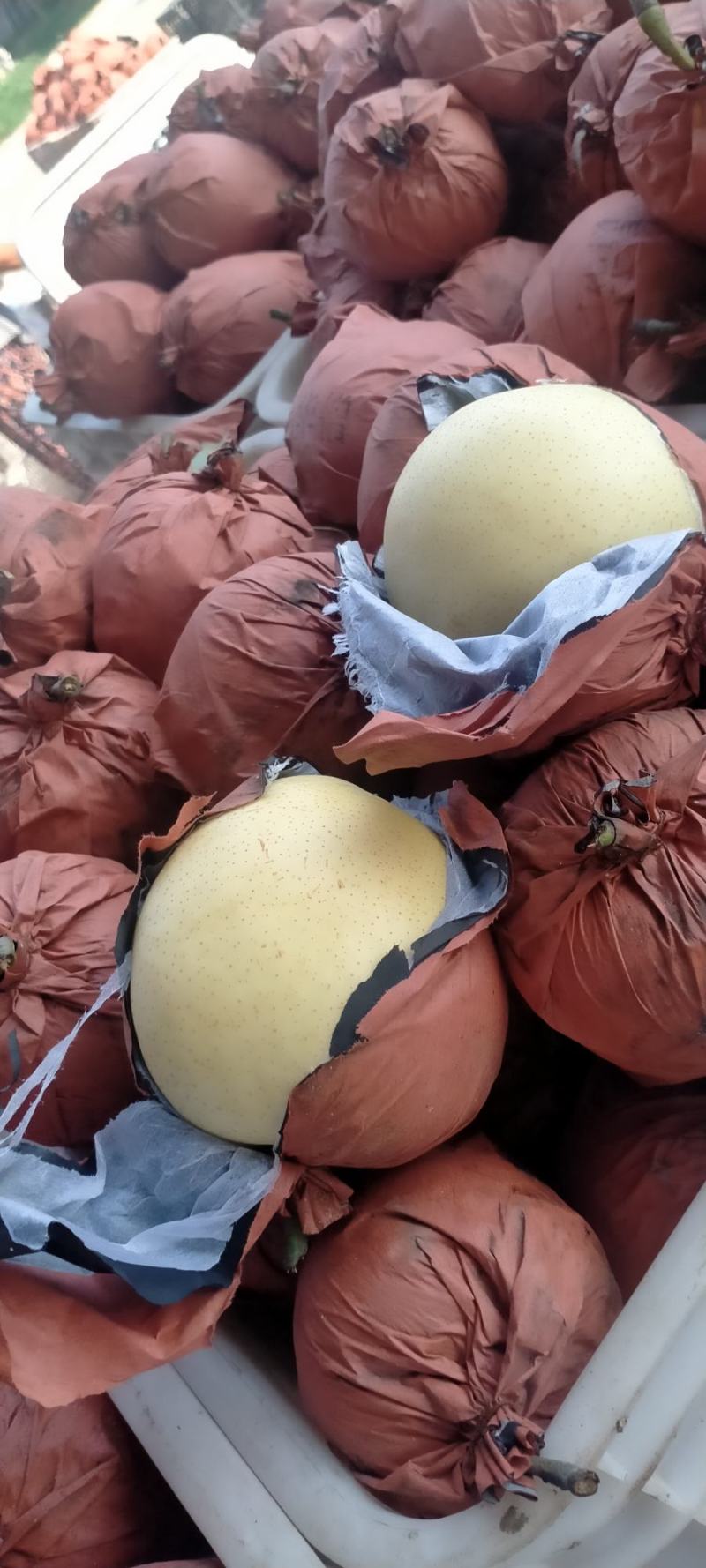 纸袋黄冠梨，
