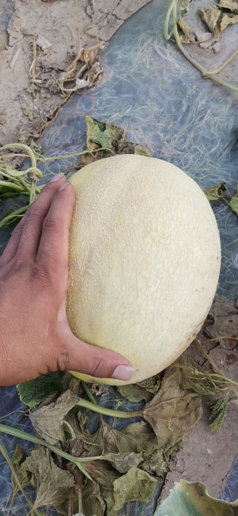 精品白兰瓜