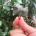 大凉山会理软籽石榴家庭装，好吃，二级轻微花麻果，基地直发