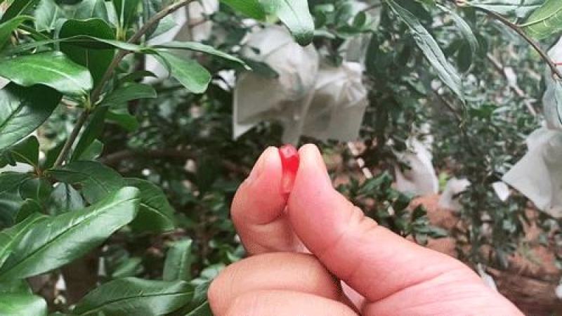 大凉山会理软籽石榴家庭装，好吃，二级轻微花麻果，基地直发