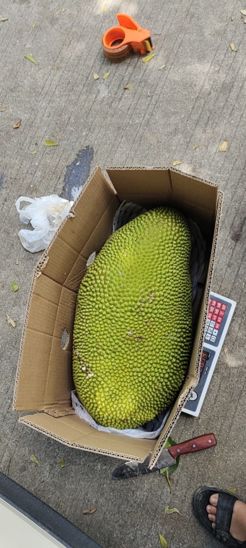 海南菠萝蜜自产自发支持电商社区团购一件代发坏包赔