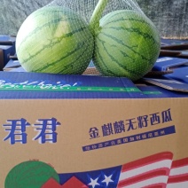 君君帅童无籽瓜