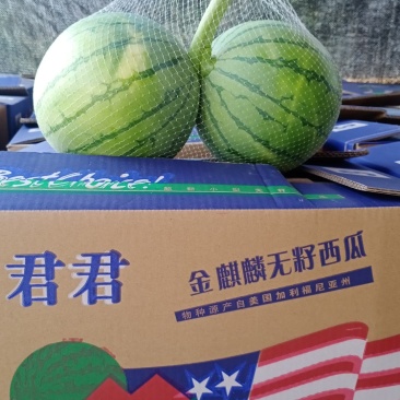 君君帅童无籽瓜