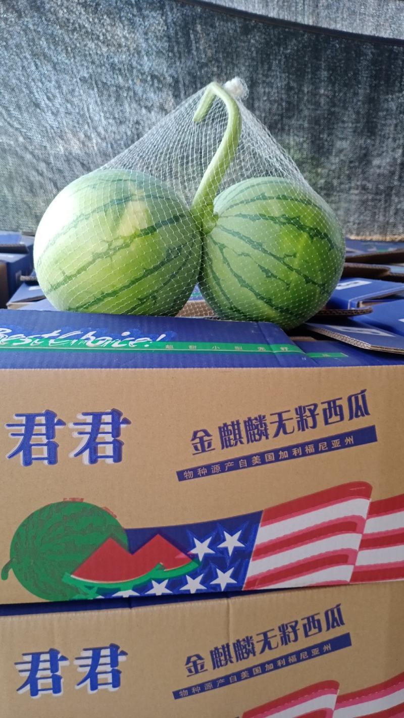 君君帅童无籽瓜