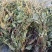 车前草，贵州野生水洗干货，只做质量不做数量，一手货源