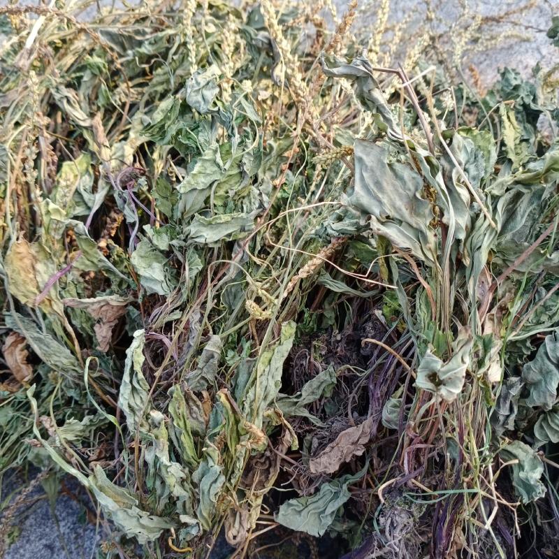 车前草，贵州野生水洗干货，只做质量不做数量，一手货源