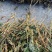 车前草，贵州野生水洗干货，只做质量不做数量，一手货源