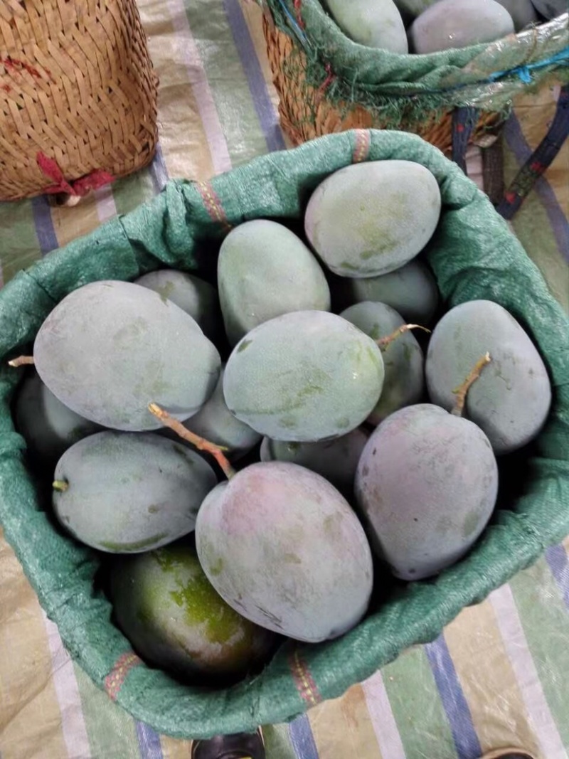 凯特芒果