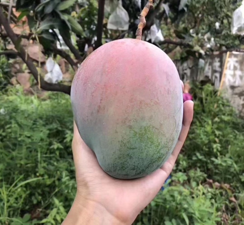凯特芒果