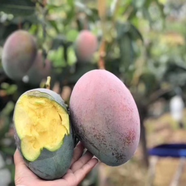 凯特芒果